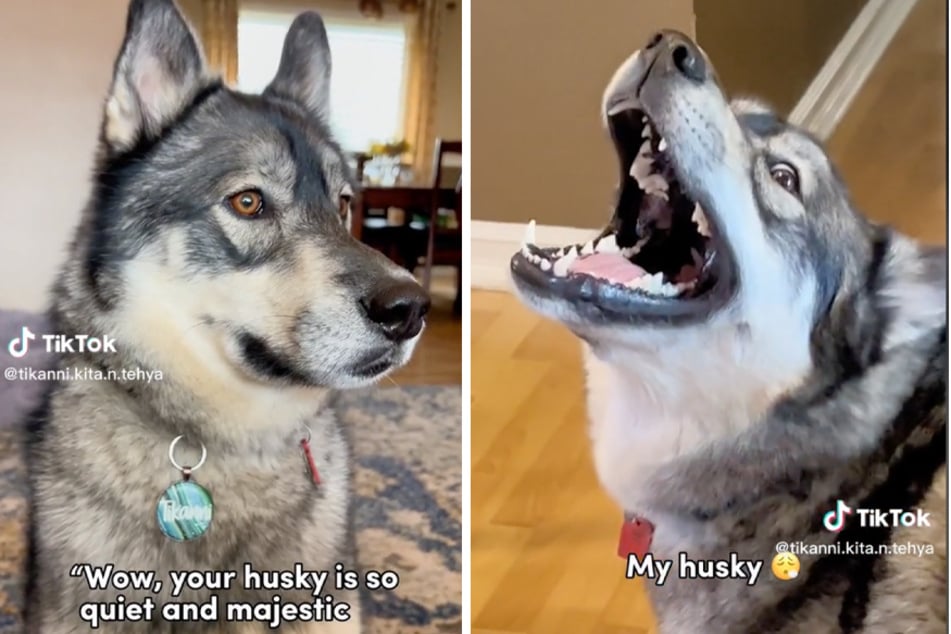 Dog owner shows off husky's howling ways in sarcastic style