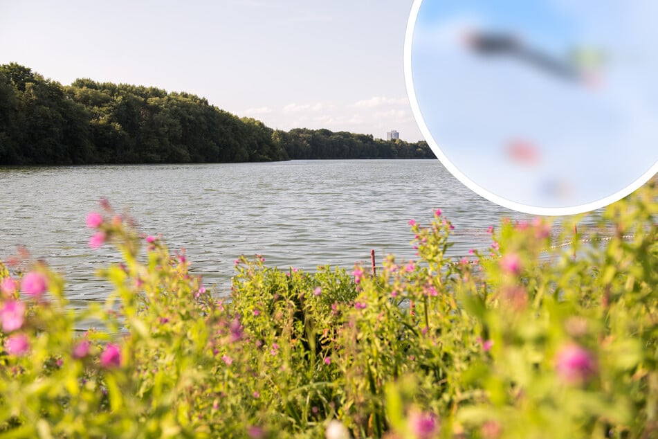 Hamburg: Nach Verletzungen: Diese skurrile Sportart ist im Öjendorfer Park ab sofort verboten