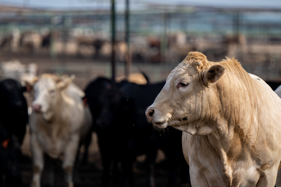 Cows at several dairy farms in Texas and Kansas have tested positive for a contagious strain of bird flu.