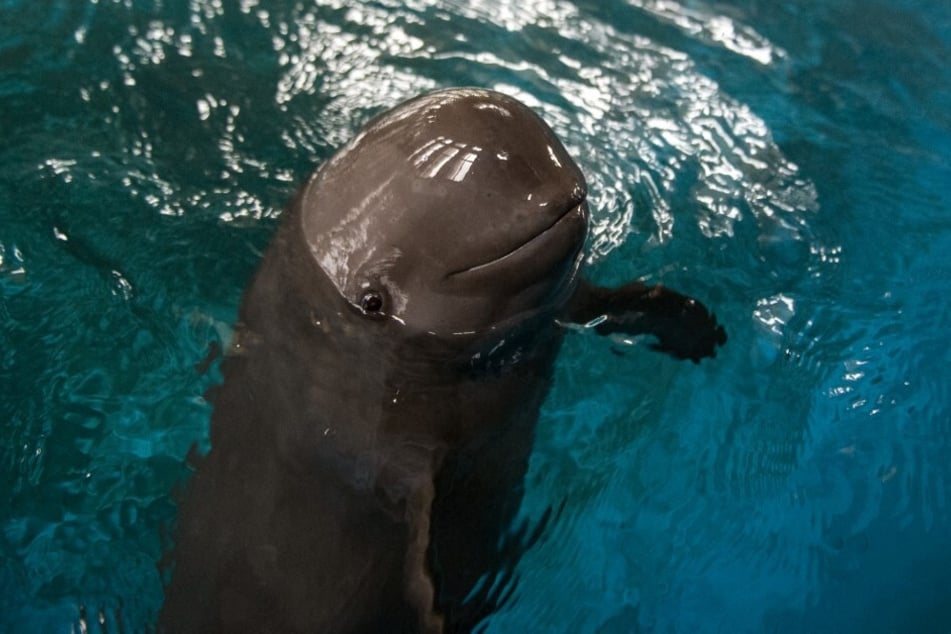 The critically endangered Yangtze Finless Porpoise is the only living freshwater porpoise found in the world.