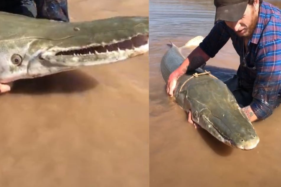 Fisherman catches a monster-sized prehistoric "dinosaur fish"