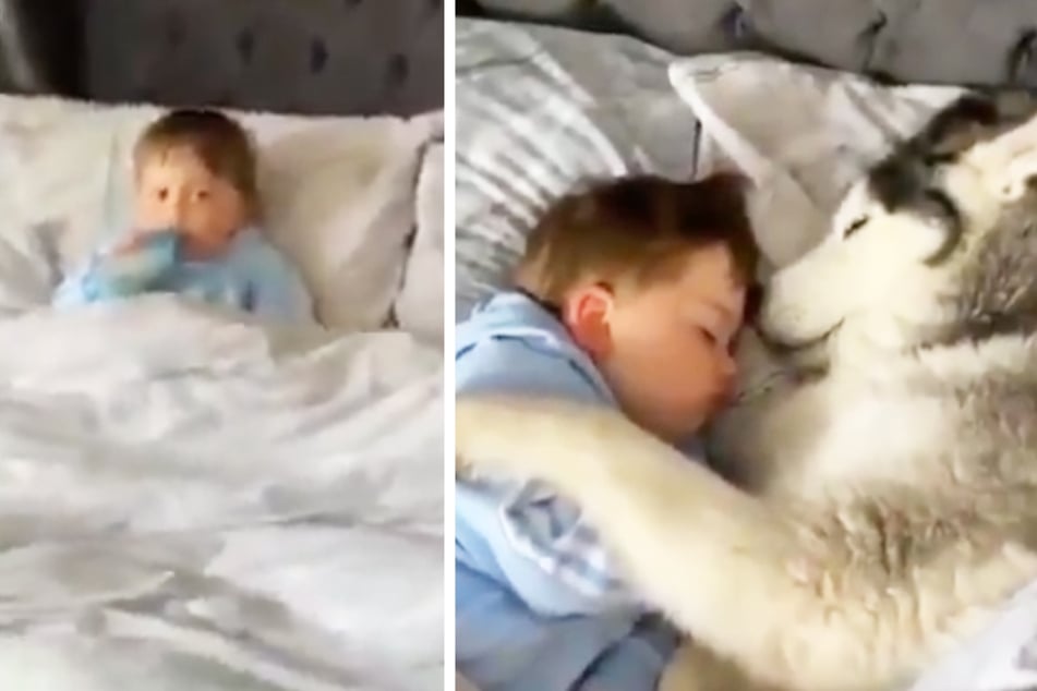 Husky hugs: video of dog cuddling toddler to sleep melts hearts on Twitter