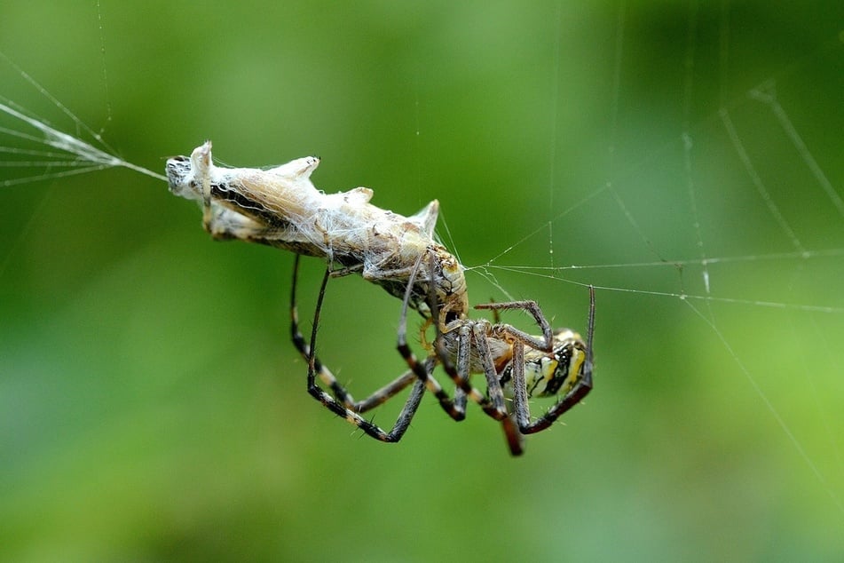 Nicht nur vor Madenkäse, auch vor harmlosen Spinnen ekeln sich viele.