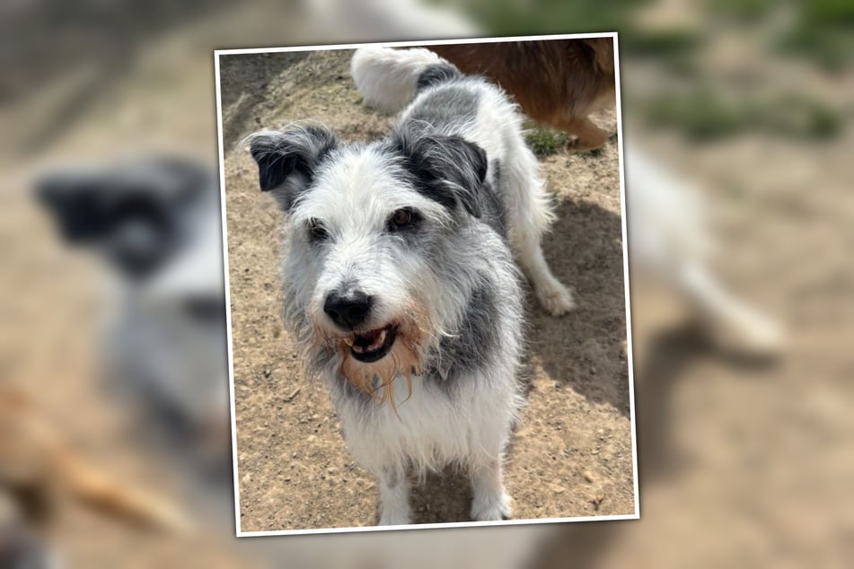 Trotz seines Alters sei Hörtnix topfit.