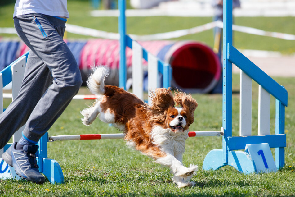 Dog agility training promotes a harmonious bond between man and dog.