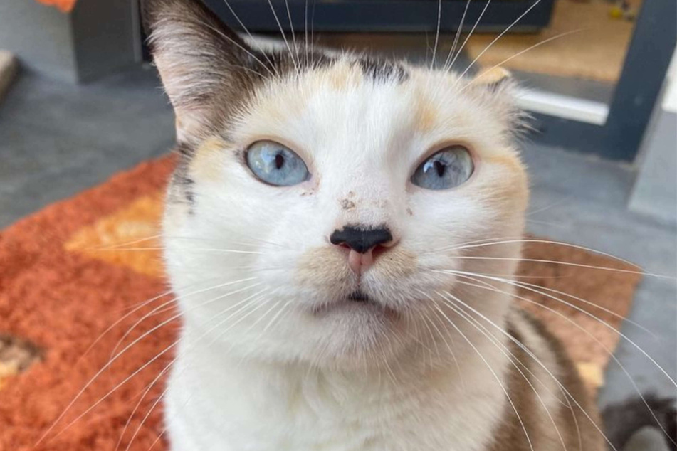"Summer" kam mit einer außergewöhnlichen Augenfarbe auf die Welt. Die Katze lebt derzeit im Tierheim und sucht ein neues Zuhause.