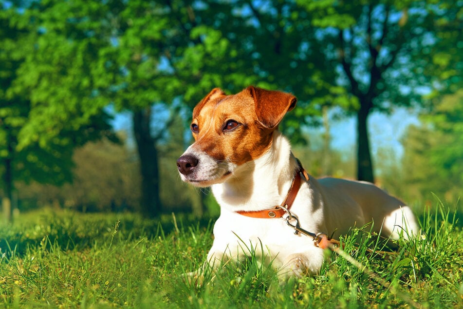 Ein Jack Russell Terrier liegt im Gras und genießt die Sonne. Die Rasse erreicht im Durchschnitt ein Gewicht von fünf bis sechs Kilo.