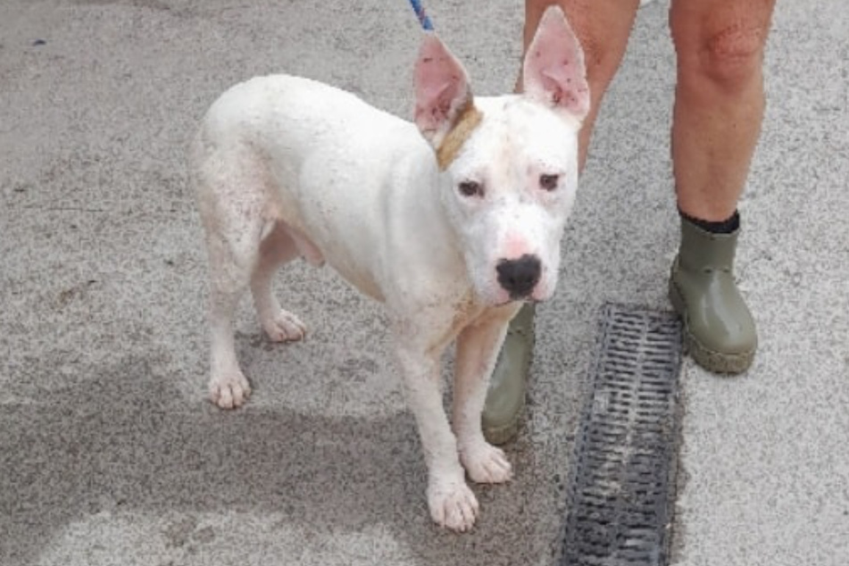 This bull terrier mix is still looking for a family to love him after over a year at the shelter.
