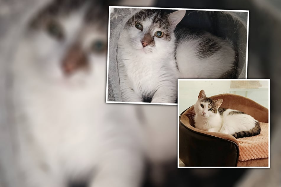 Zwei schüchterne "Schattenkatzen": Wer nimmt Zora und Zeno die Angst?