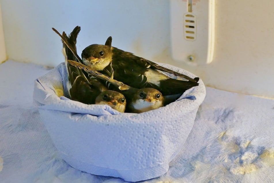 Junge Schwalben kuscheln sich in einem provisorischen Nest aneinander.