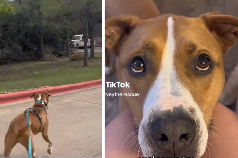 As shown in a new TikTok clip, Harvey the dog can hardly suppress his excitement when he sees a white car.