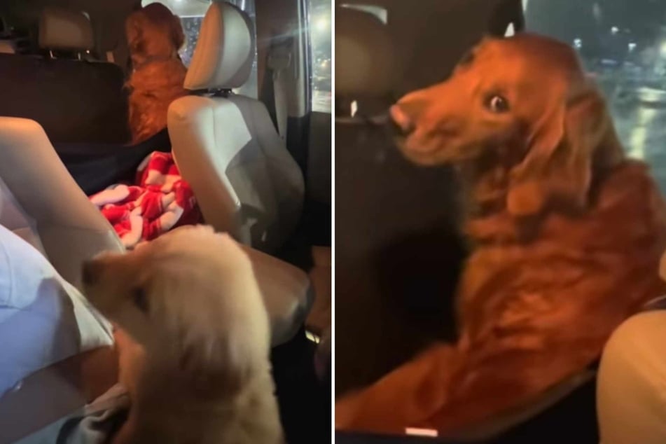 When Finn sees the puppy, the older dog turns his back on him... literally.