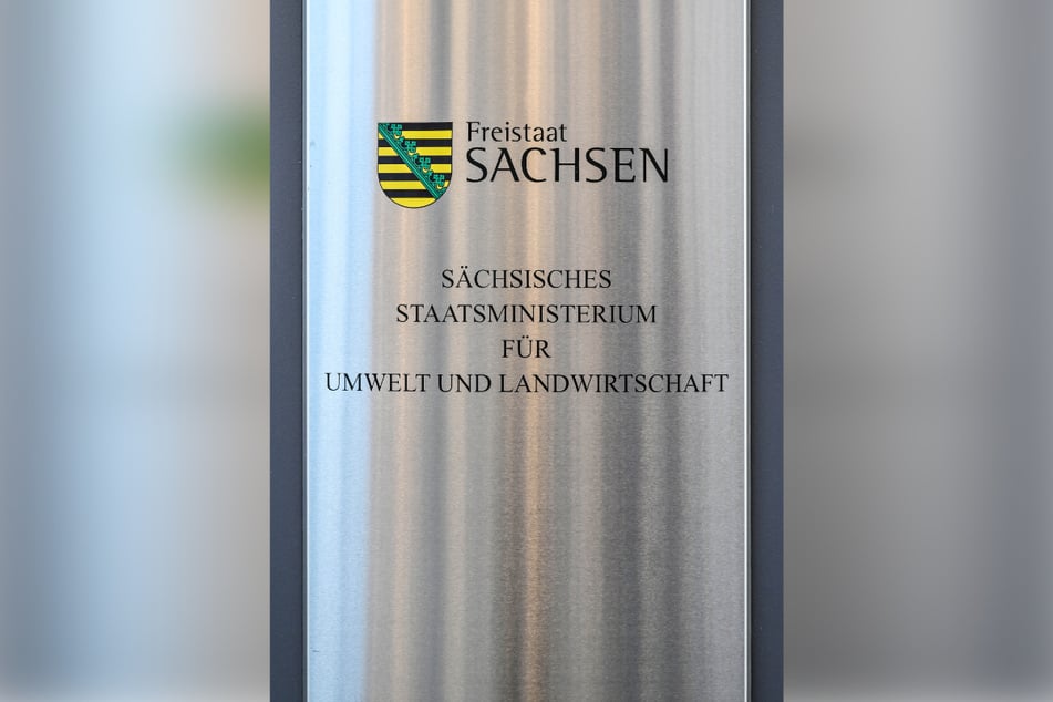 Hier hat's derzeit Ratten - im wahrsten Sinne des Wortes.