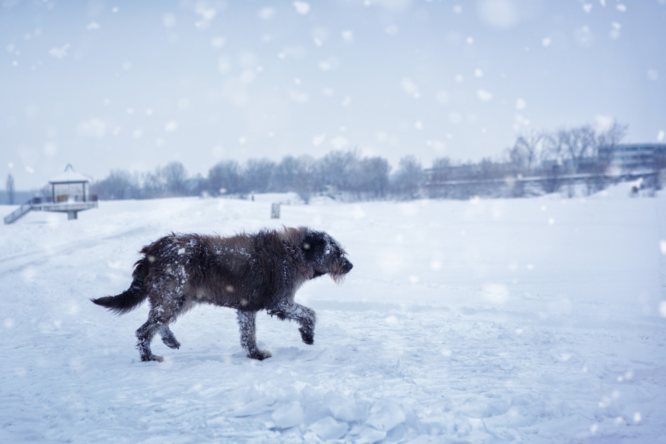 Locals discovered the dogs with strangely-colored fur (stock image).