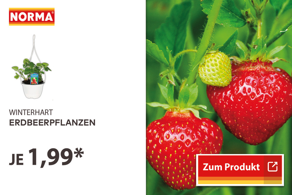 Erdbeerpflanzen für je nur 1,99 Euro.