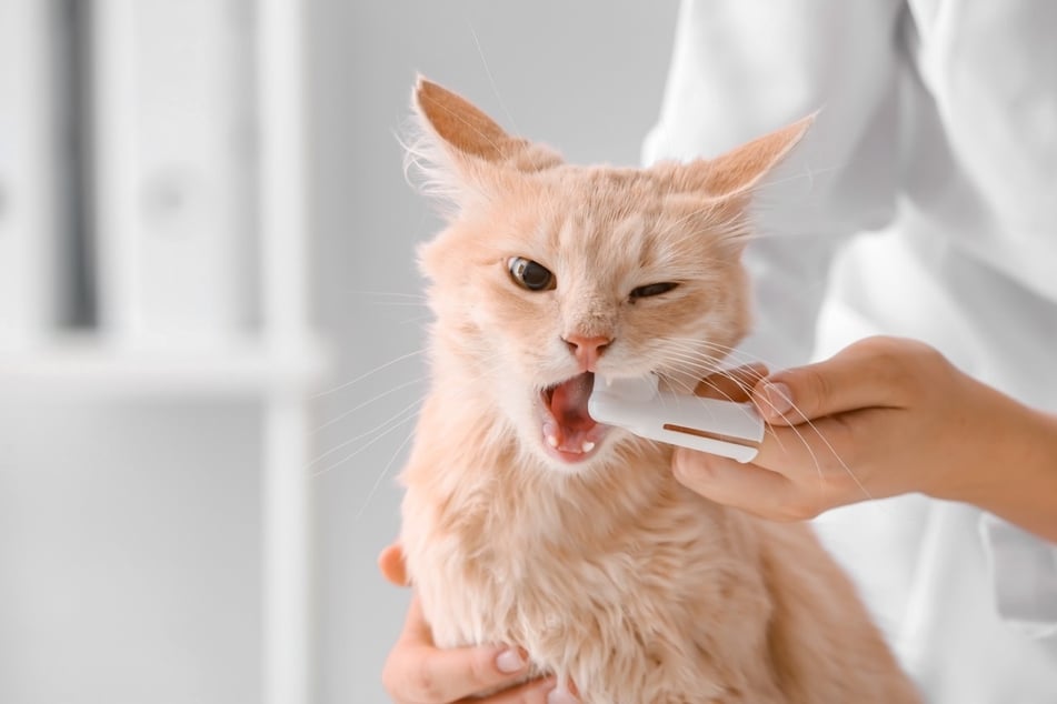 Wenn es die Katze zulässt, dann kann man Hygienemaßnahmen für ihren Mundraum ergreifen.