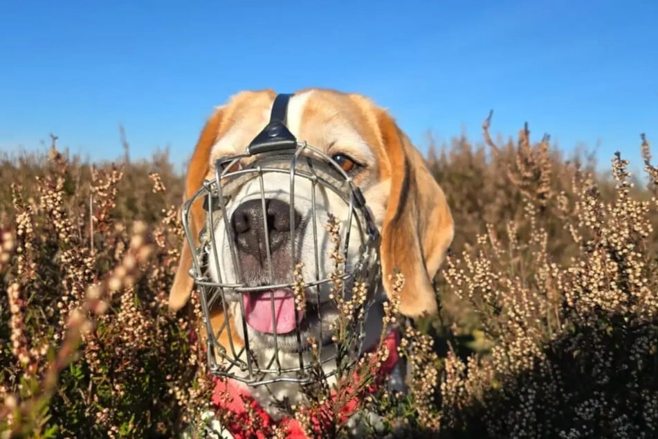 Der Vierbeiner ist aktiv und liebt lange Gassirunden.