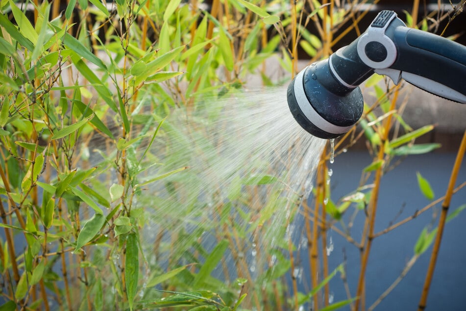 Der Bambus Fargesia wächst nicht in die Höhe? Störend sind unter anderem ein Wasser- oder Nährstoffmangel.