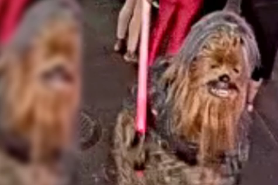 Chasing Chewbacca: police warn runaway Wookiee may have turned to the dark side