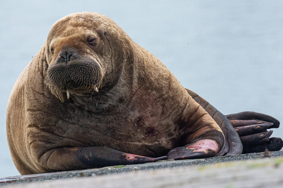 Arktisbewohner auf Insel-Hopping in der Nordsee!