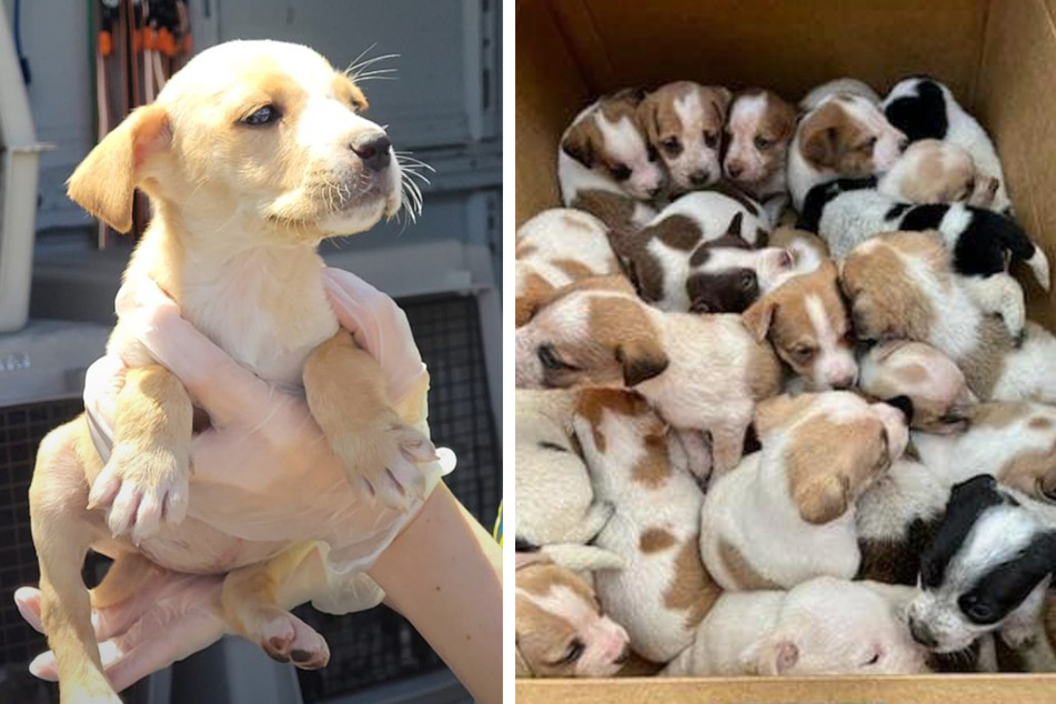 Rescuers were shocked to find 30 puppies abandoned in rural Missouri.