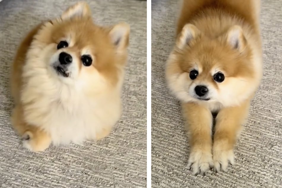 Pomeranian hilariously takes on feline features after owner adopts a cat!