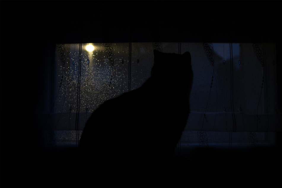 Cats lurk on windowsills and can be quite creepy if you're not expecting them.