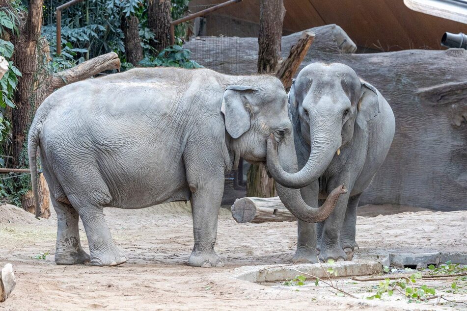 Die Elefanten Ceyla-Himali (l.) und Farha warten im Züricher Zoo auf Panang.