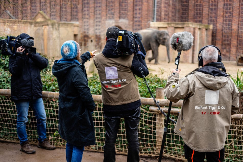 20 Jahre gewährt "Elefant, Tiger &amp; Co." nun schon seinen Zuschauern einen Blick in die faszinierende Welt der Tiere. Zum Jubiläum begeben sich die Tierpfleger auf die Spur einer etwas anderen Spezies: Der Glasaugenspitzohre, besser bekannt als das ETC-Kamerateam.