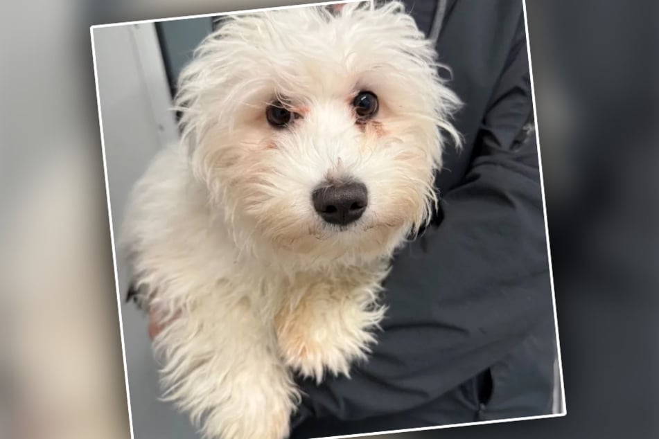 Der kleine Pechvogel landete erst in der Quarantäne-Station und dann im der Obhut des Tierheims.