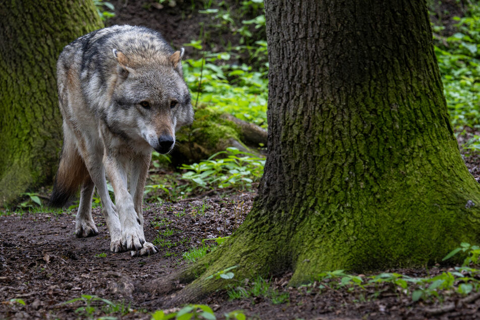 Wird ein Vorschlag von Bundesumweltministerin Steffi Lemke (55, Grüne) für einen leichteren Abschuss von Wölfen in Niedersachsen nun zügig umgesetzt? (Symbolbild)