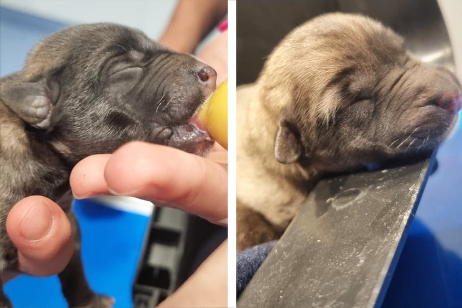 Hundewelpen in Park ausgesetzt: Um ein Haar wären sie gestorben!