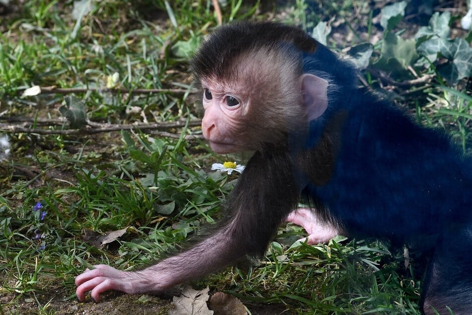 Vom Aussterben bedroht: Süßer Nachwuchs bei dieser Affenart im Kölner Zoo
