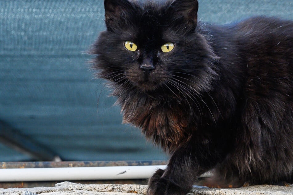 Eine verschwundene schwarze Langhaar-Katze aus Rodgau-Hainhausen rief kürzlich die Polizei auf den Plan - und die Beamten konnten helfen. (Symbolbild)