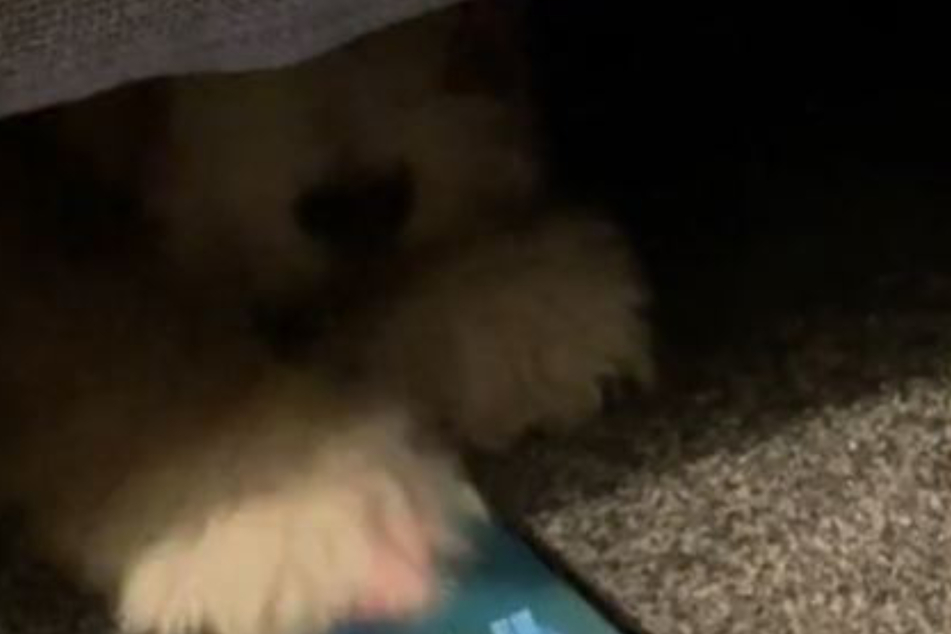 Woody pops his paw out from under the couch to end the unwanted call.