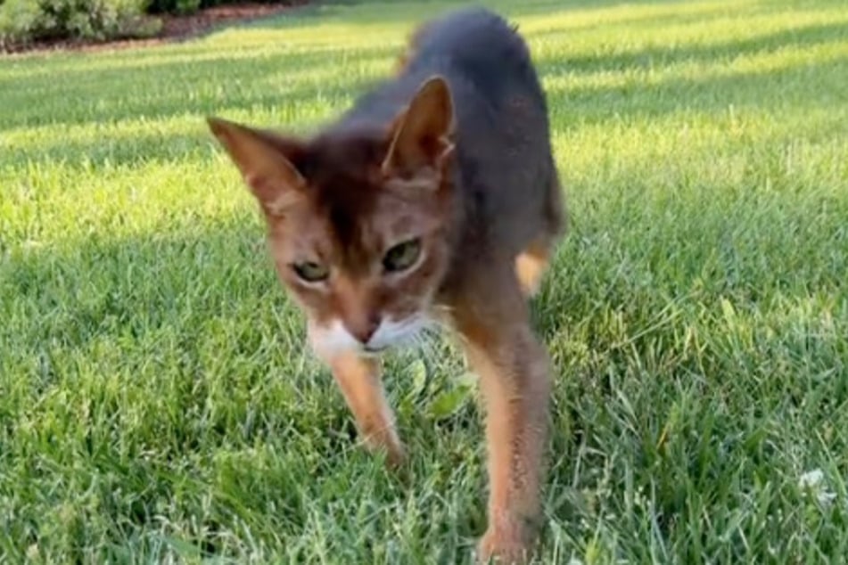 Kater Felix lässt sich von seinem stolzen Alter nicht einschränken.