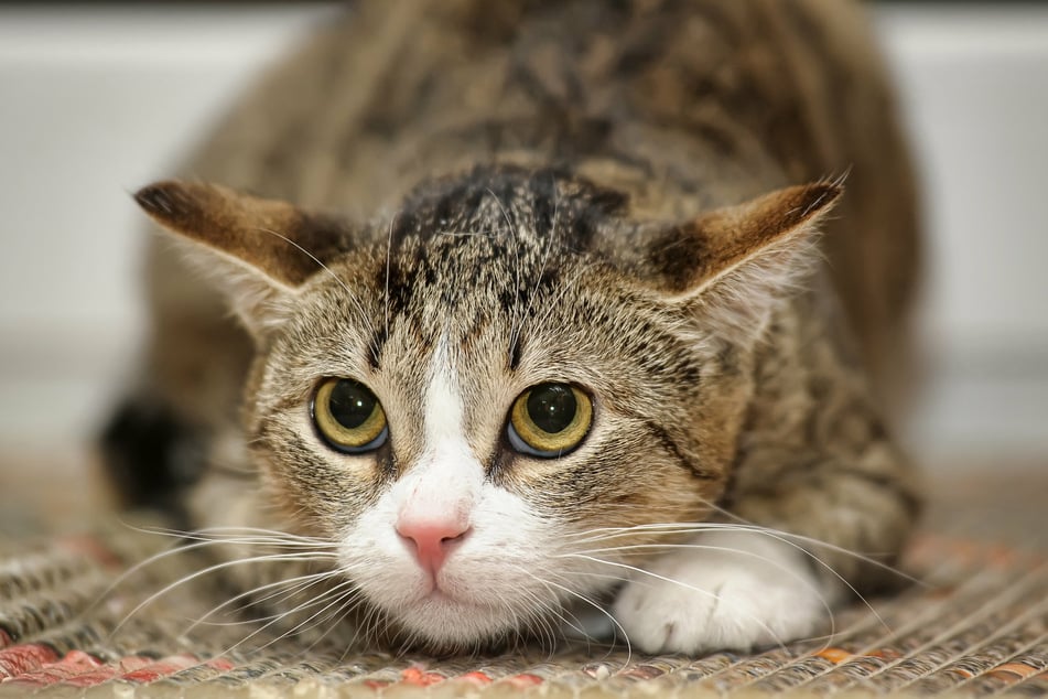 Katzen meiden Orte, mit denen sie eine unangenehme Erinnerung verbinden.