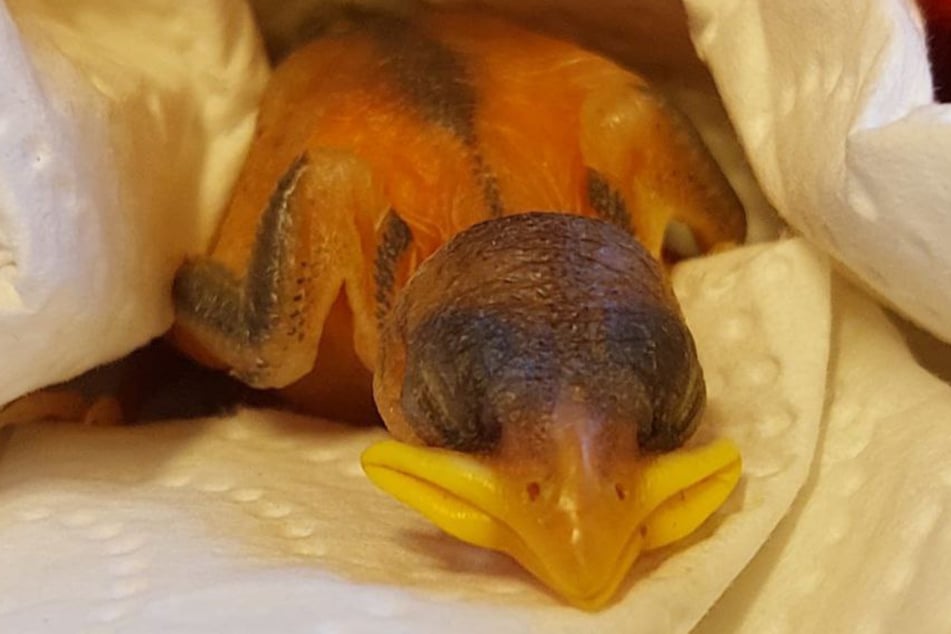 Pro Jahr werden in der Station 1000 bis 1300 Wildvögel versorgt, darunter auch viele Nestlinge.