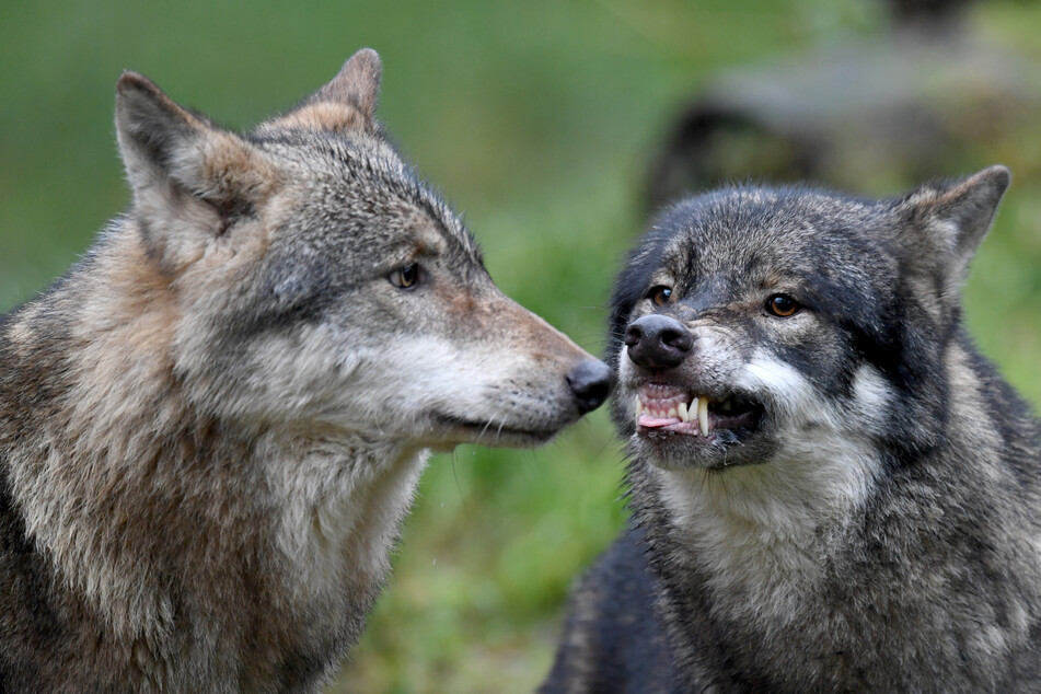 Wölfe: Jagdverband schlägt Alarm: "Die natürliche Scheu des Wolfes vor uns schwindet!"