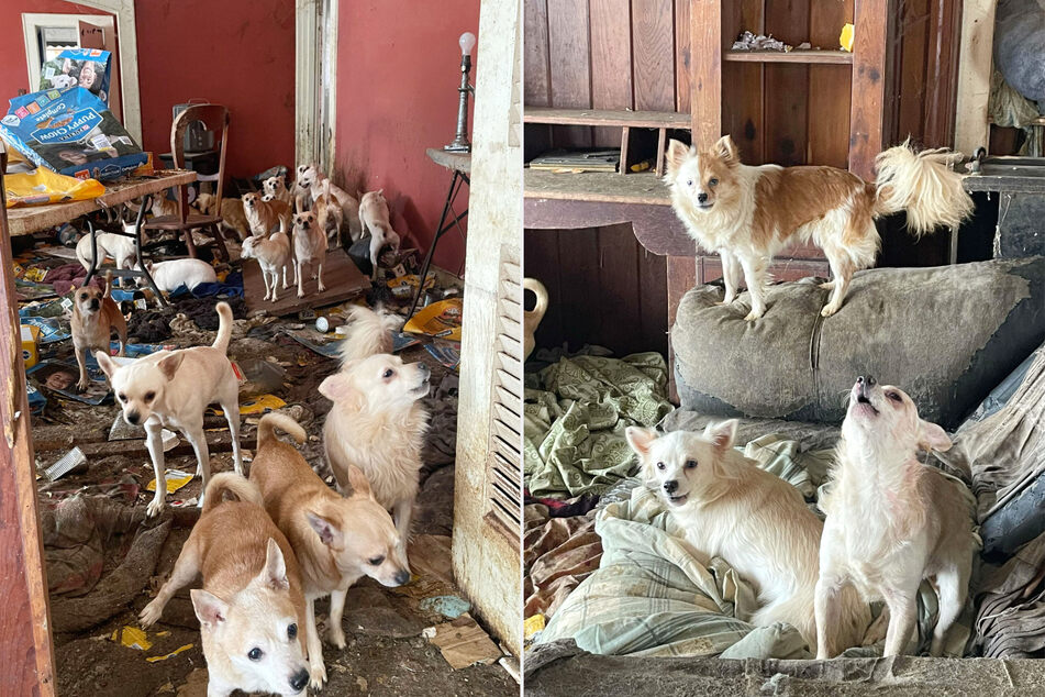 Police officers in Tennessee made a heartbreaking discovery when they found over 70 dogs living alone in an abandoned house.