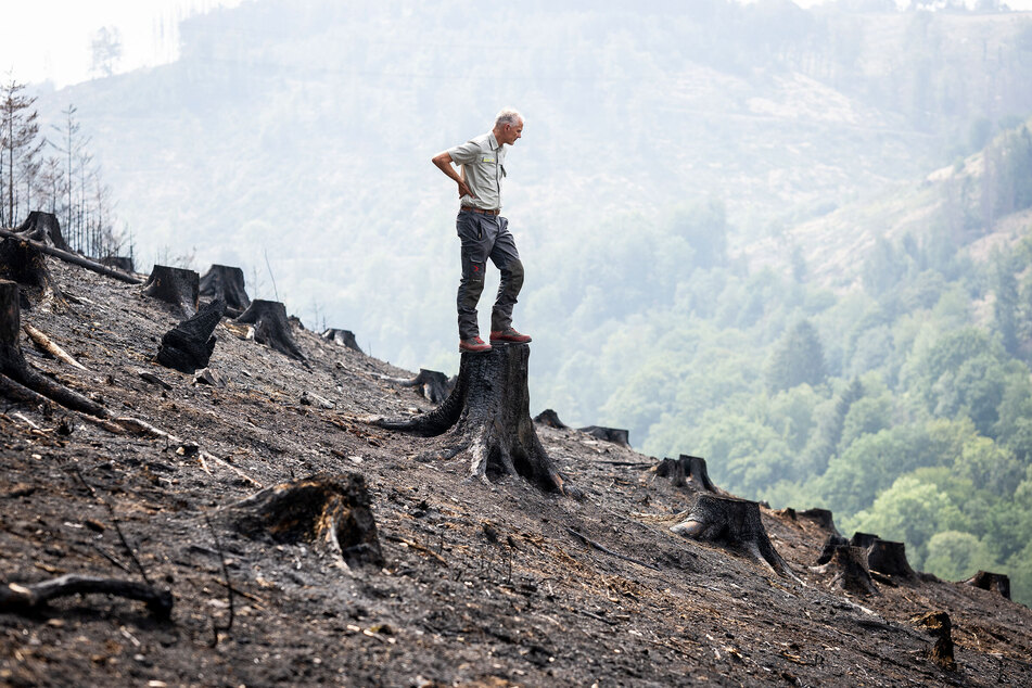 Auf Platz 2 von Ralf Rottmann: Ein Förster, der auf eine durch einen Waldbrand zerstörte Fläche bei Lüdenscheid schaut.