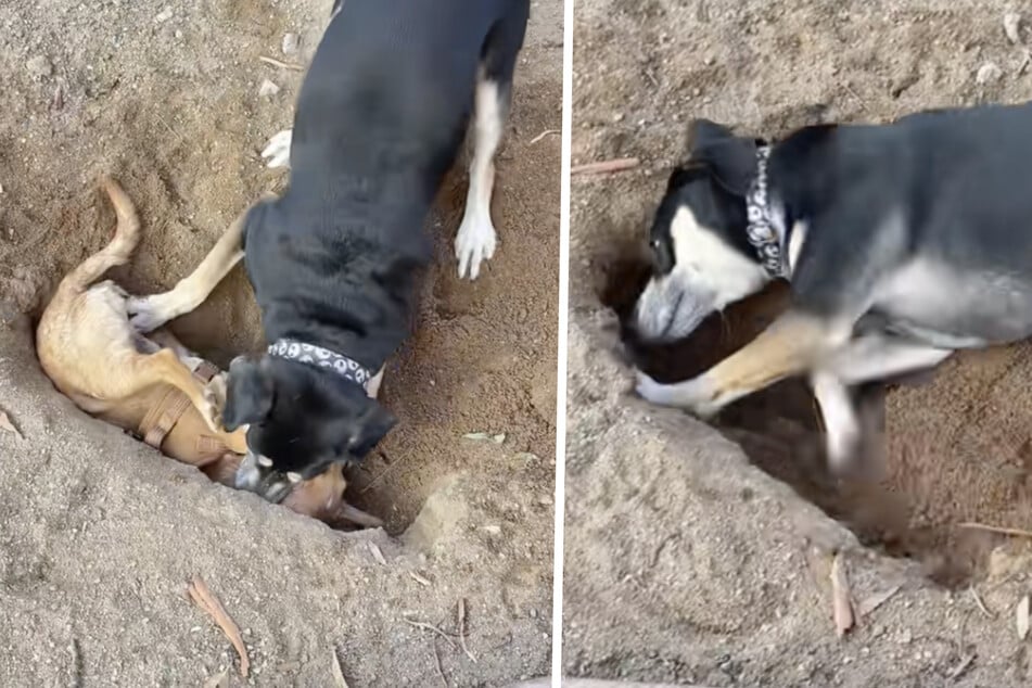 La perra Rosie parecía haber cavado una tumba para su hermano canino Pancho con total dedicación.