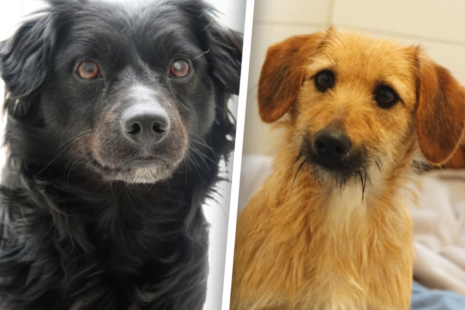 Vier Augen, zwei Schicksale: Marley und Tinki haben alles verloren – außer Hoffnung