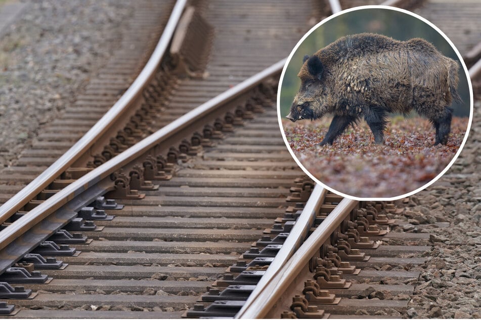 Am Montag kollidierte zwischen Bad Lobenstein und Saalfeld ein Zug mit einem Wildschwein. (Symbolbild)