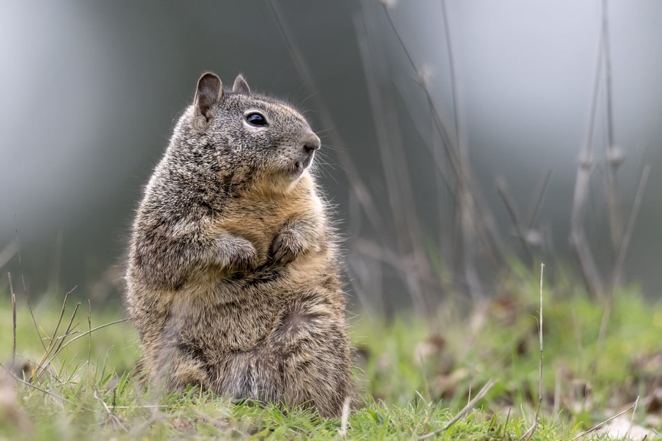 The study observed a total of 74 Californian ground squirrels in their hunting and eating behavior. (symbolic image)