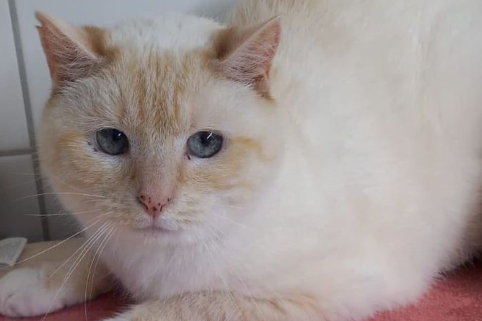 Los gatos de patas suaves fueron rescatados junto con tres gatos más de una casa llena de basura.
