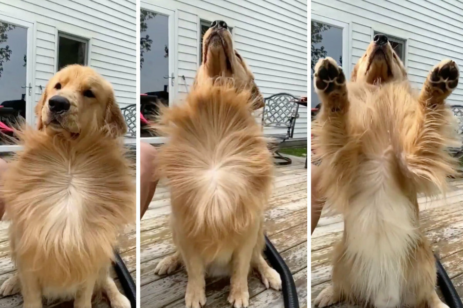 Tucker is delighted by the air blower treatment (collage).