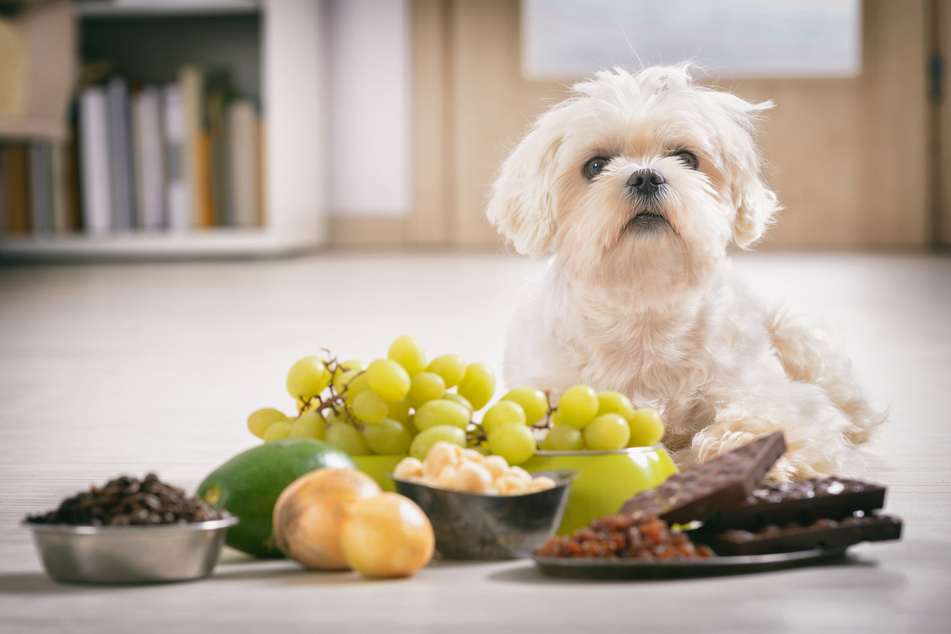 Plants could be good for your pooch.