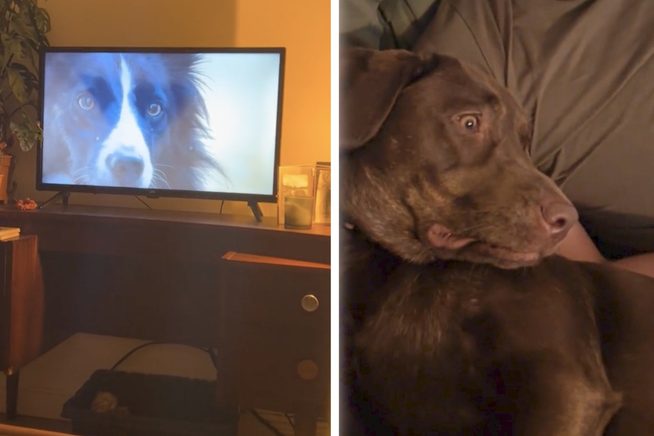 Labrador appalled by badly-behaved dogs in hilarious TikTok