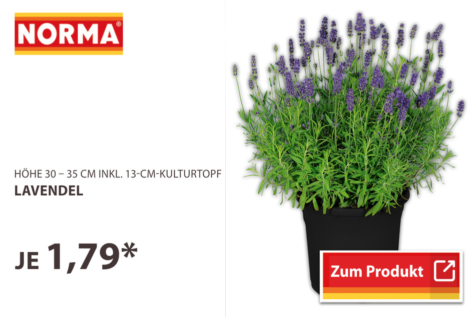 Lavendel